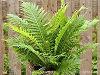 Dwarf-Tree-Fern1