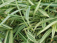 Dwarf-White-Bamboo-Variegated1