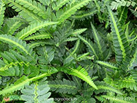 East-Indian-Holly-Fern1