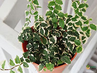 Ficus-Pumila-Variegated3