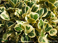 Ficus-Triangularis-Variegata1