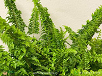 Fluffy-Ruffles-Fern2