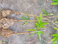 Golden-Bamboo-Sapling1