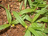 Golden-Eye-Grass-1