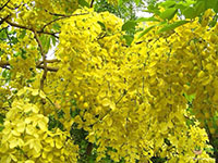 Golden-Shower-Tree3