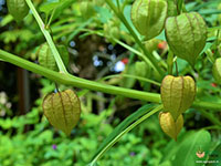 Ground-Cherry3