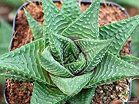 Haworthia-Fairy-Washboard-Plant2