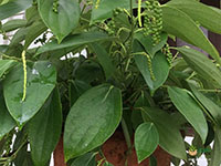 High-Yield-Dwarf-Variety-Black-Pepper1