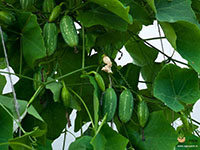 Ivy-Gourd3