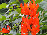 Jade-Vine-Red2