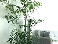 King-Faux-Palm-Tree3