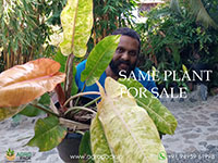 Large--philodendron-orange-marmalade3