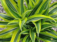 Lemon-Lime-Dracaena1