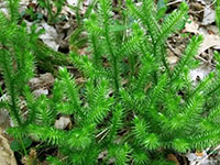 Lycopodium-clavatum-Fern2