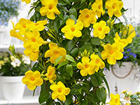 Mandevilla-Yellow2