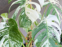 Monstera-Borsigiana-Variegata3