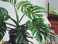 Monstera-Pinnatipartita1