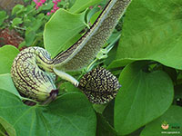 Mottled-Dutchmans-Pipe1