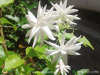 Multi-Layer-Star--Jasmine2