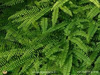 Northern-Maidenhair-Fern1