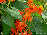 Orange-Mexican-Flame-Vine3