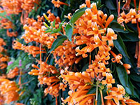 Orange-Trumpet-Vine2