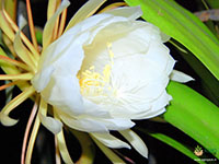 Orchid-Cactus-4