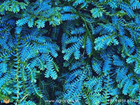 Peacock-Fern1