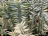 Pedilanthus-Variegated4