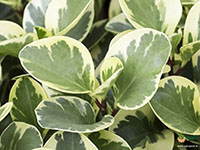 Peperomia-Obtusifolia-variegata3