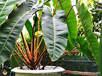 Philodendron-Billietiae1