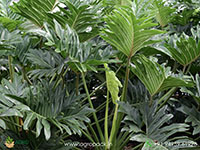 Philodendron-Bipinnatifidum2