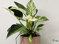 Philodendron-Birkin3