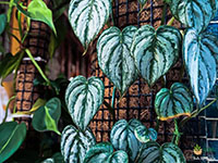 Philodendron-Brandtianum3