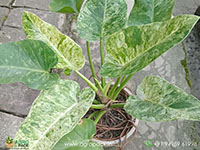 Philodendron-Giganteum-Blizzard2