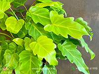 Philodendron-Golden-Xanadu2