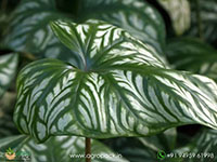 Philodendron-Mirabilis3