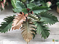 Philodendron-Pluto-Black1