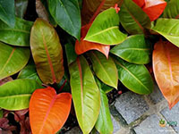 Philodendron-Princess-of-Orange3