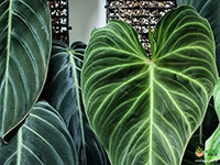 Philodendron-Splendid1