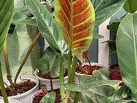 Philodendron-Subhastatum1