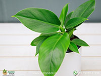 Philodendron-Thai-Congo2