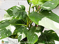 Philodendron-White-Princess4