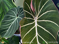 Philodendron-Zebra2