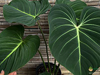 Philodendron-gloriosum1