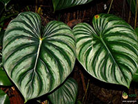 Philodendron-sodiroi2