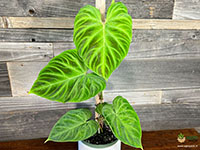 Philodendron-verrucosum3