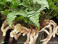 Rabbits-Foot-Fern1