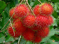 Rambutan1