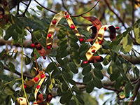 Red-Bead-Tree5